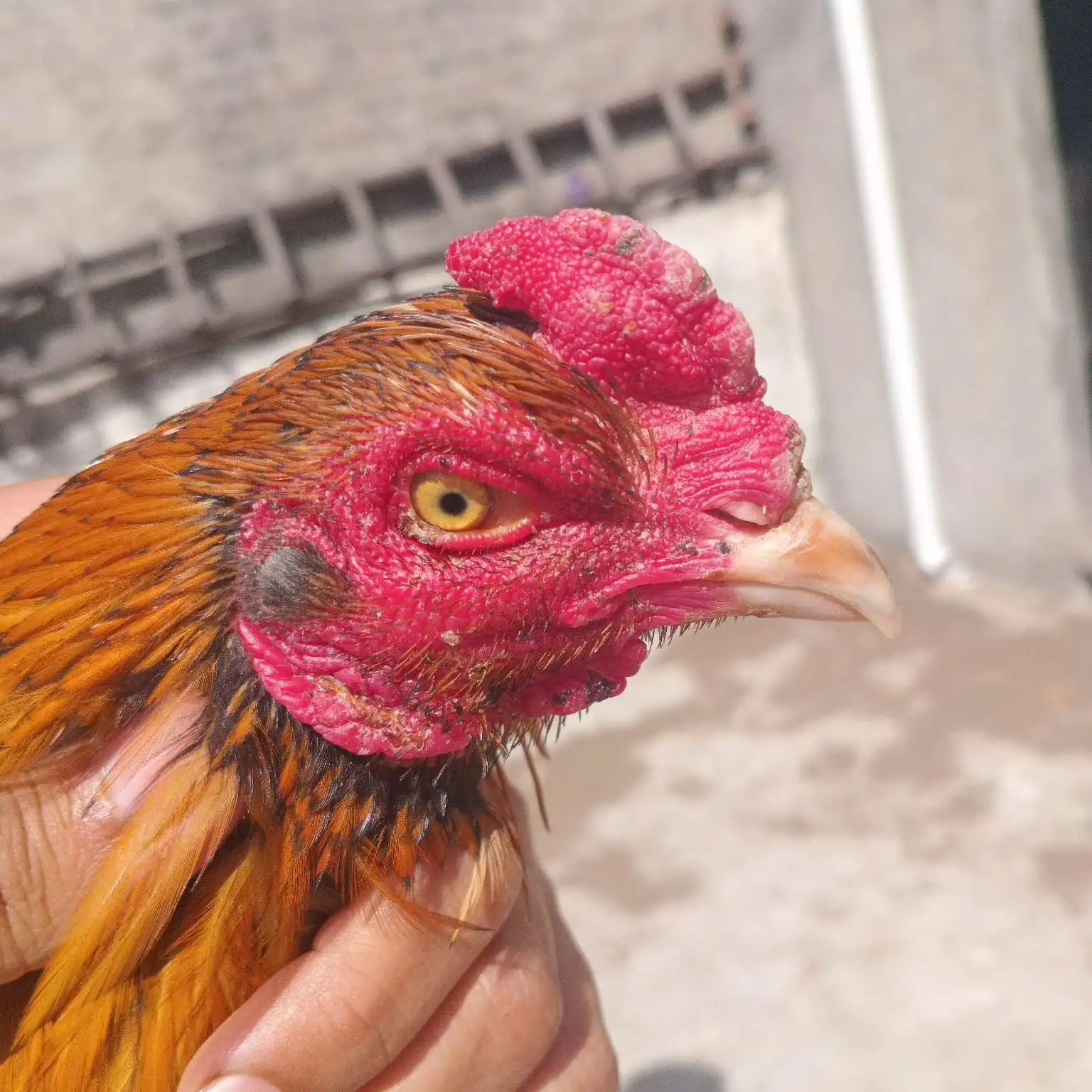 Quality Aseel pair for sale