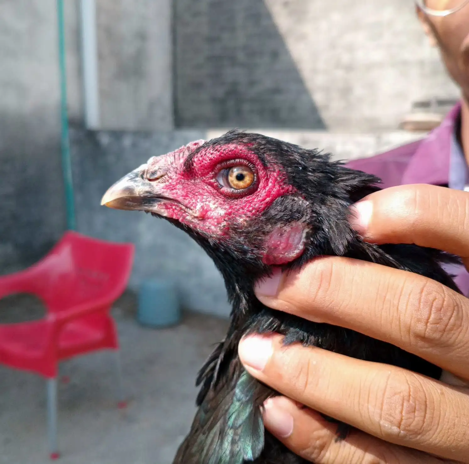 Quality Aseel pair for sale