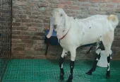 Bakra qurbani 2026