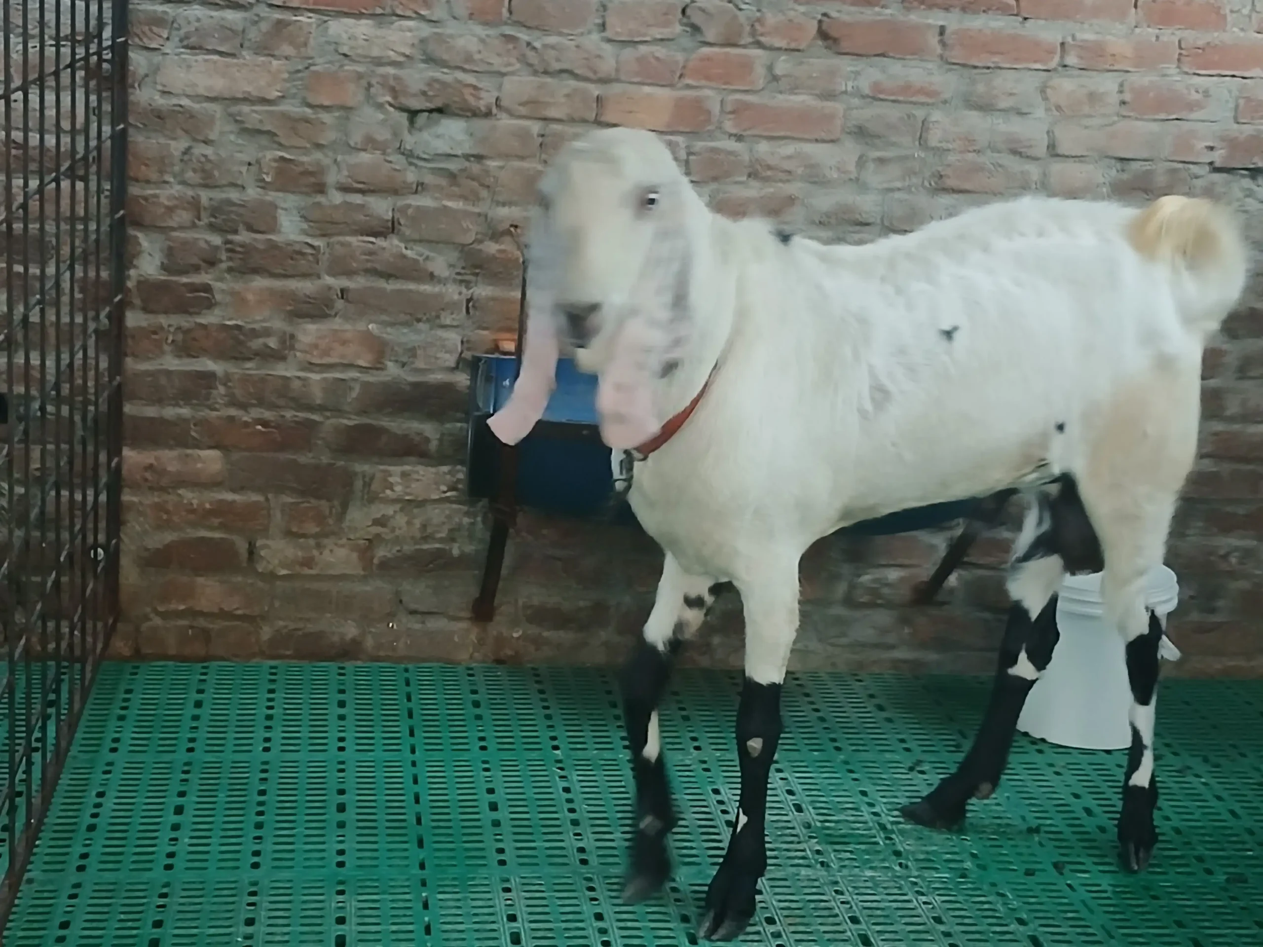 Bakra qurbani 2026