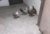 Total 5 PC 3 Female 2 Male