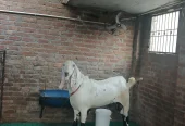 Bakra qurbani 2026