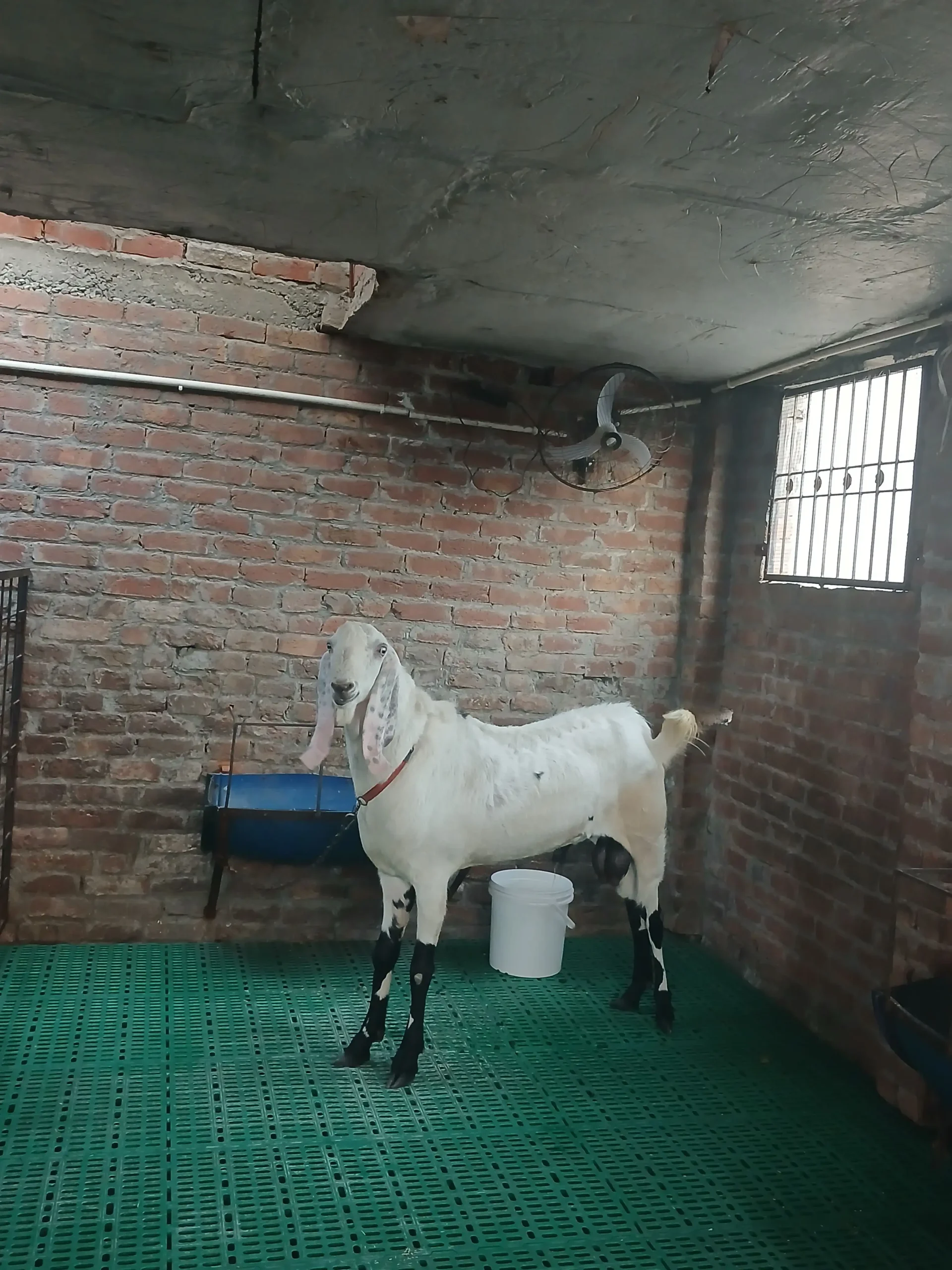 Bakra qurbani 2026