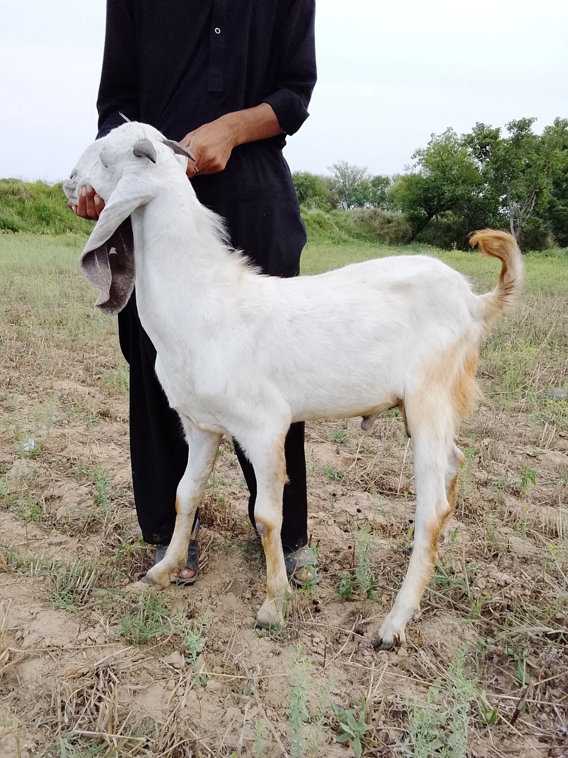 15 bakra qurbani ka leya for sale location mandra gujarkhan mobile number 03125954284