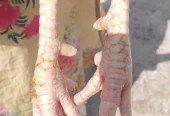 Quality Aseel pair for sale
