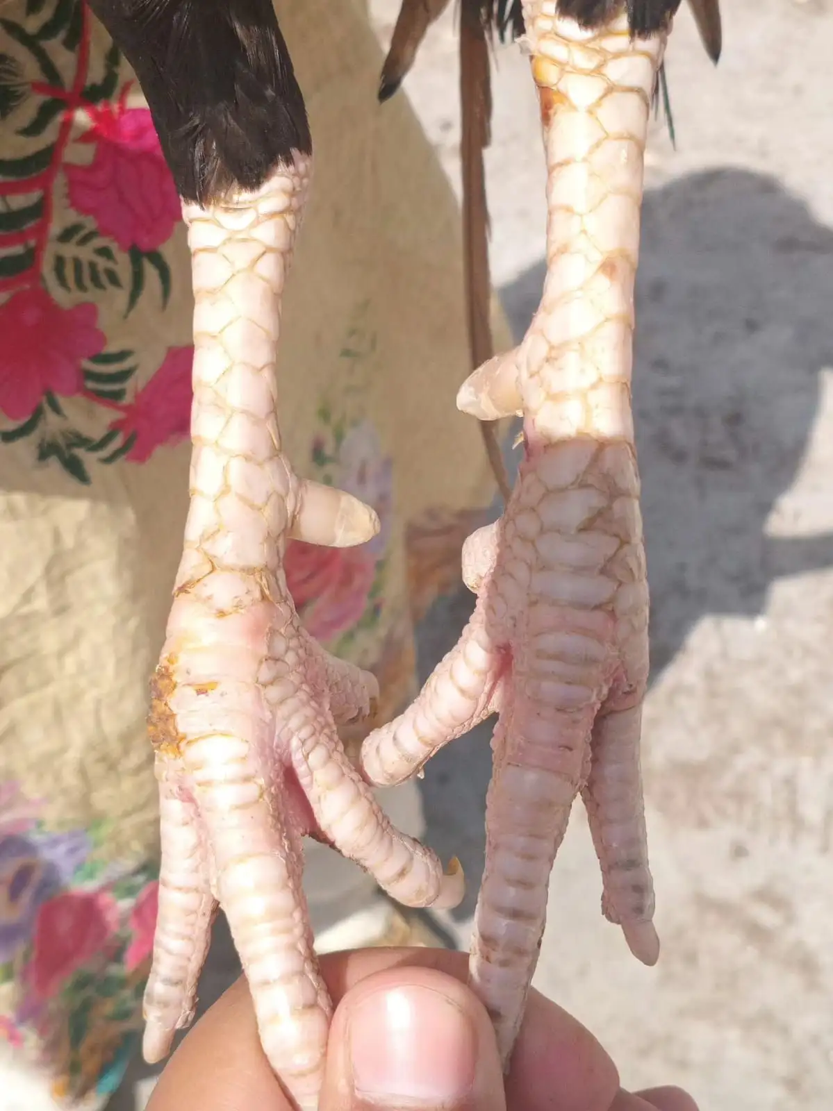 Quality Aseel pair for sale