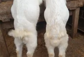 tedda gulabi