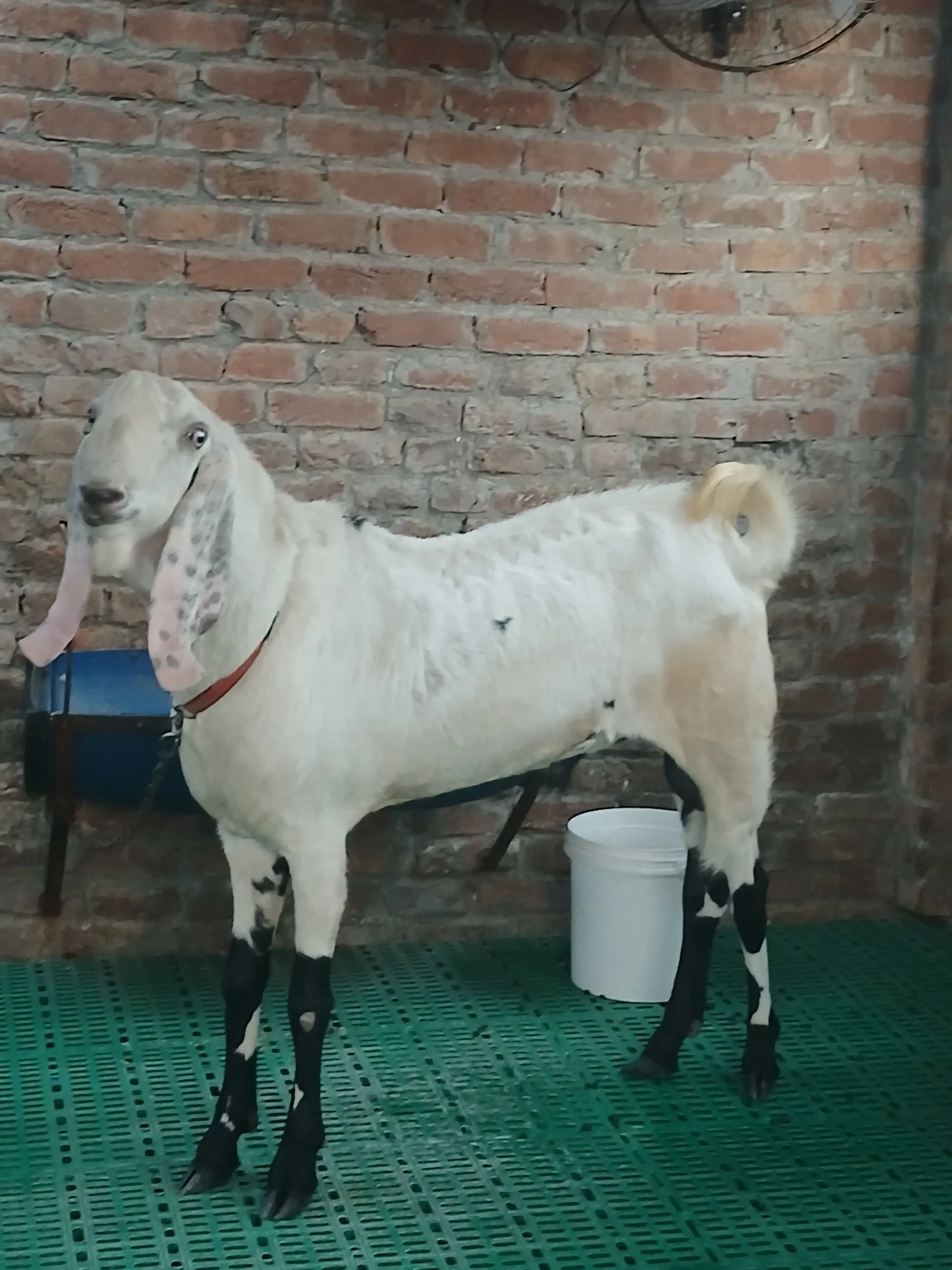 Bakra qurbani 2026