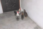 Total 5 PC 3 Female 2 Male