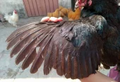 Quality Aseel pair for sale