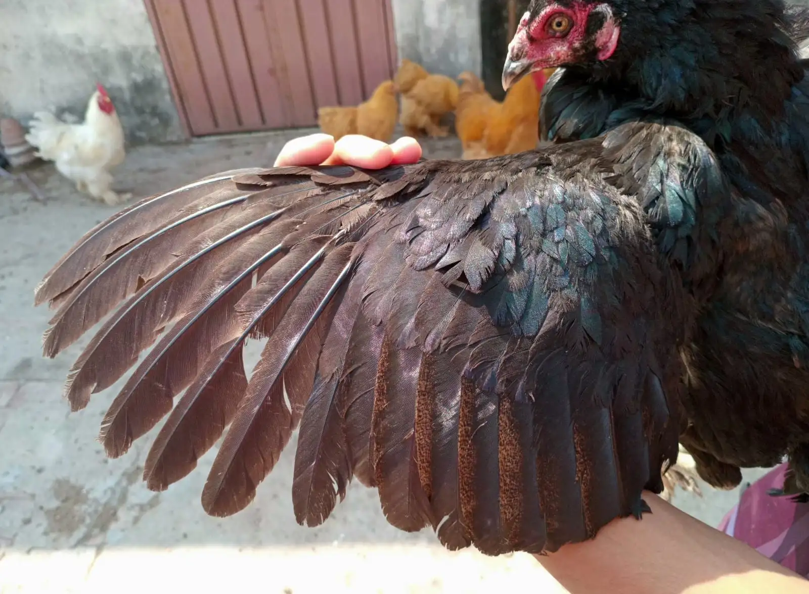 Quality Aseel pair for sale