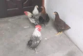 Total 5 PC 3 Female 2 Male