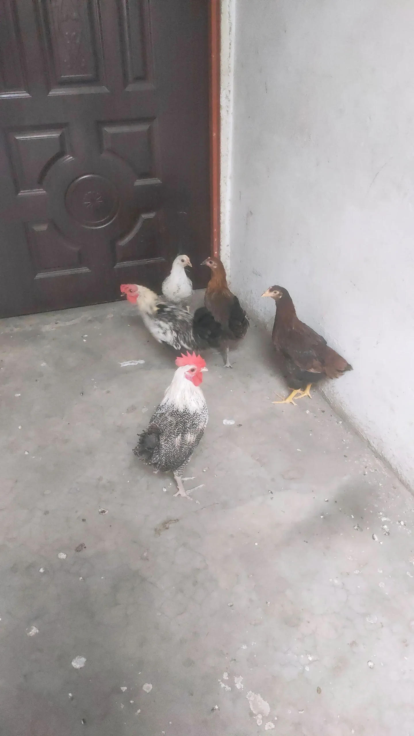 Total 5 PC 3 Female 2 Male