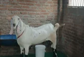 Bakra qurbani 2026