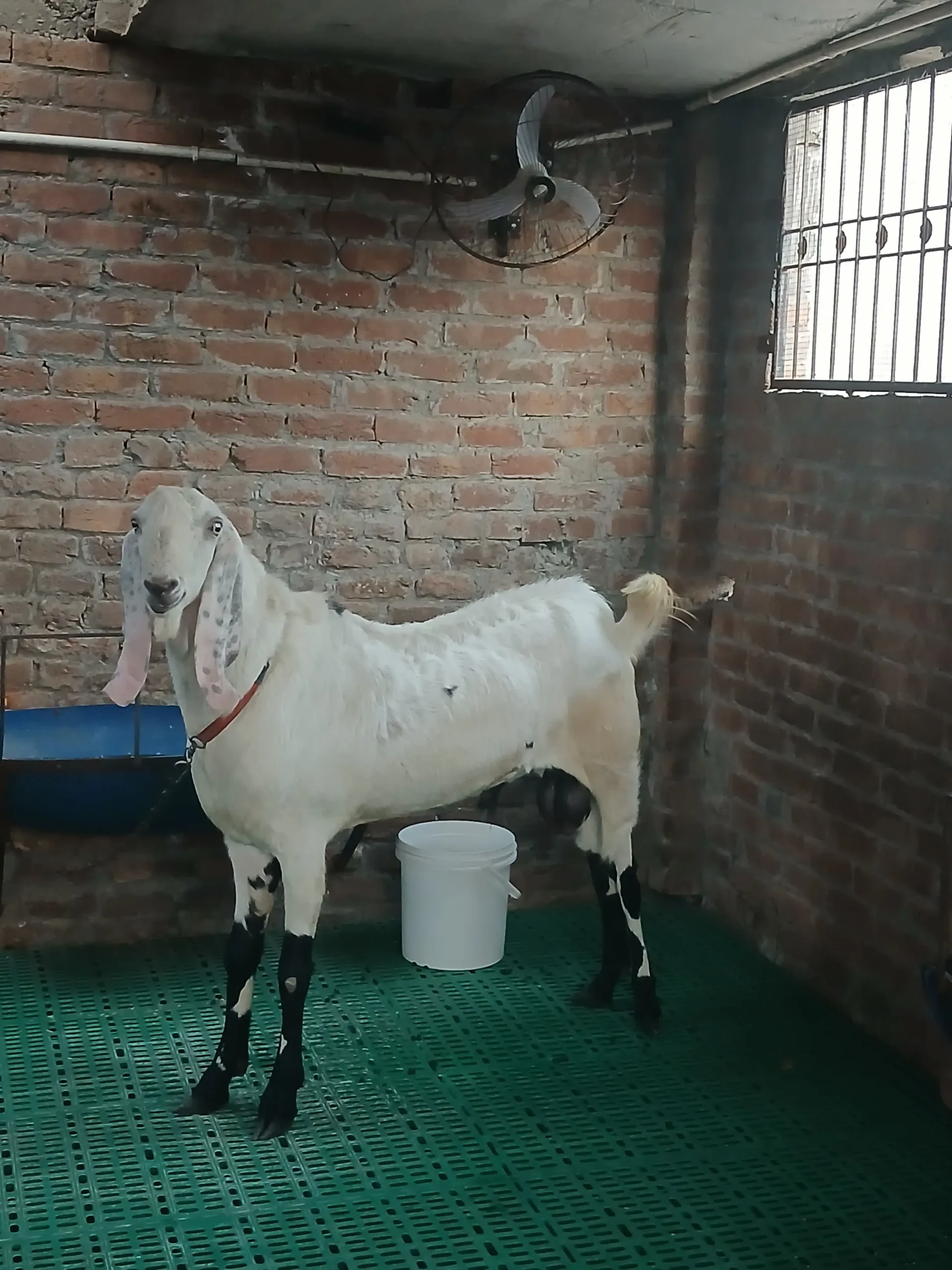 Bakra qurbani 2026