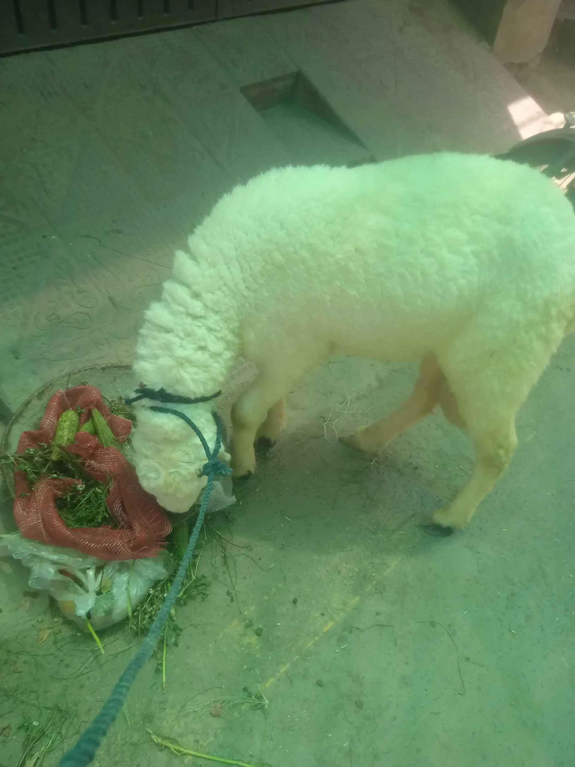 Sheep