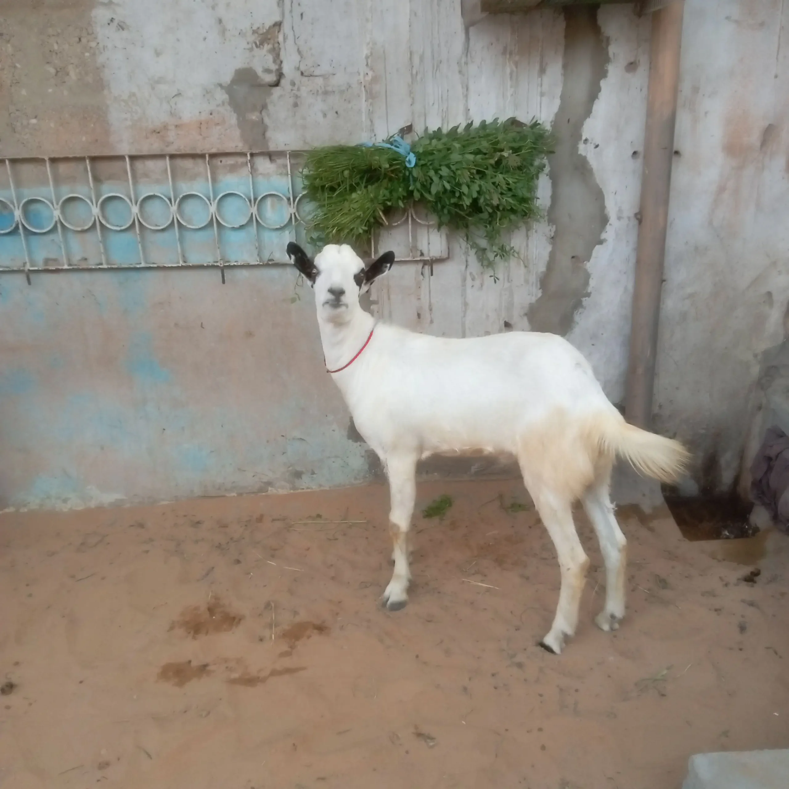 Khassi bakry for sell