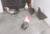 Total 5 PC 3 Female 2 Male