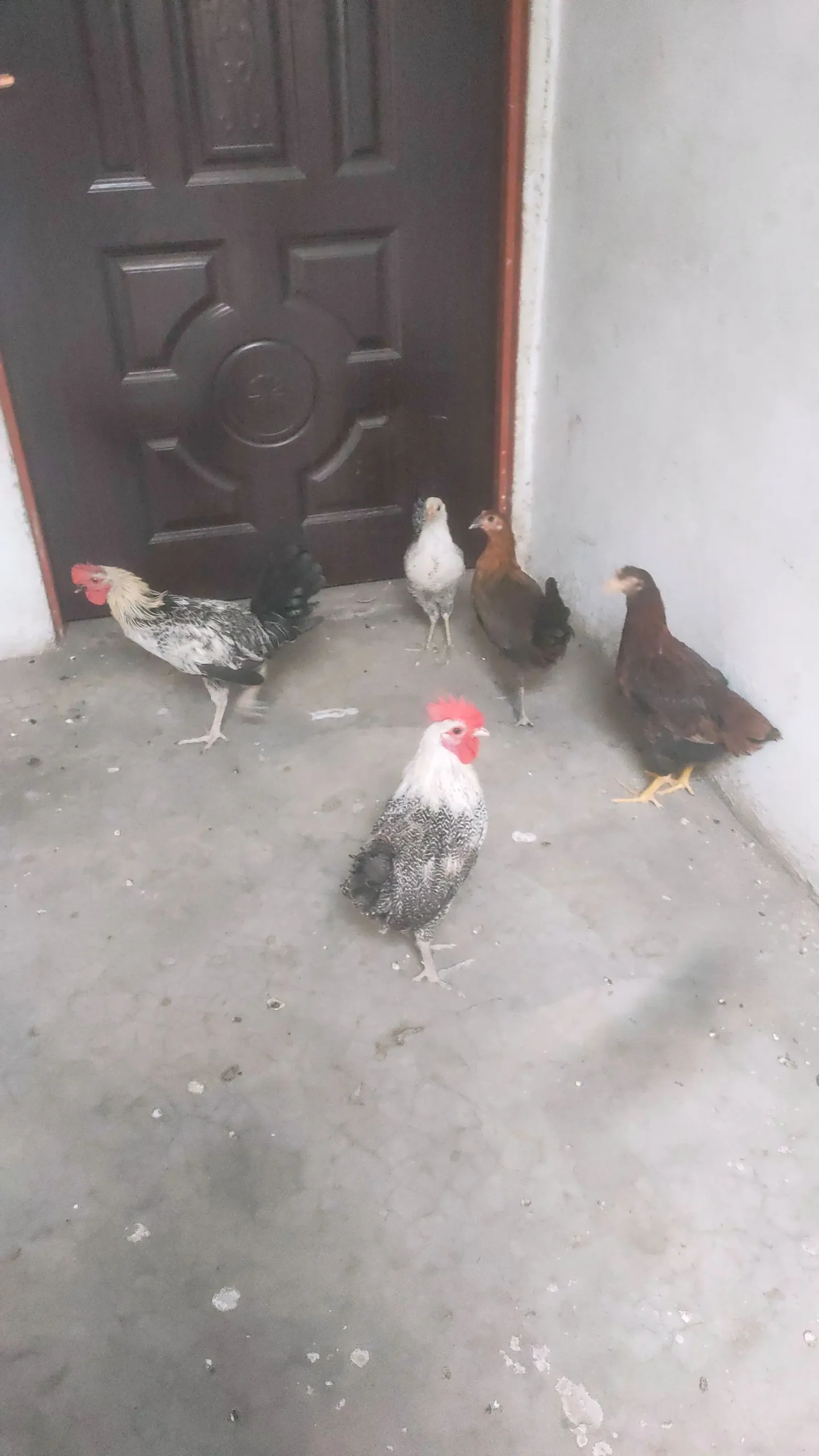 Total 5 PC 3 Female 2 Male