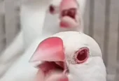 Albino red eyes white java