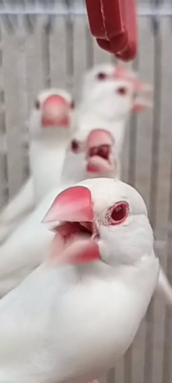 Albino red eyes white java