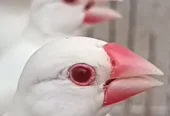 Albino red eyes white java