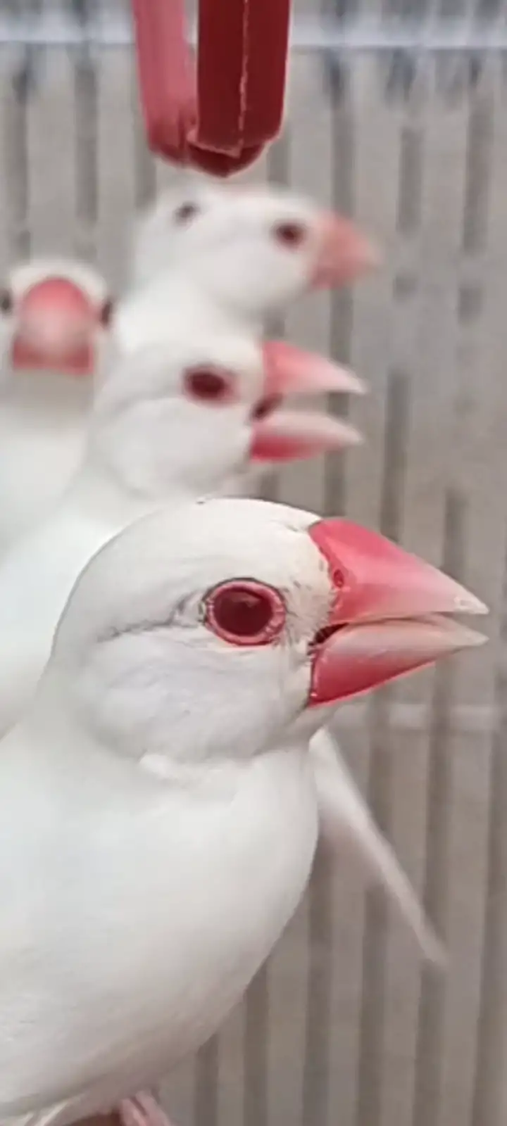 Albino red eyes white java