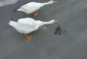 Long neck duck 🦆