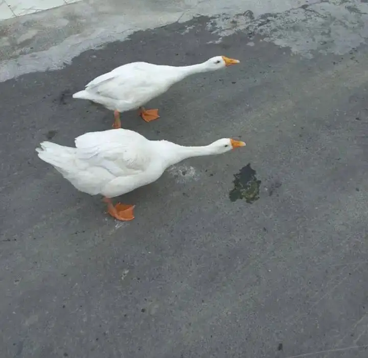 Long neck duck 🦆