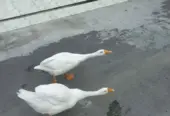 Long neck duck 🦆