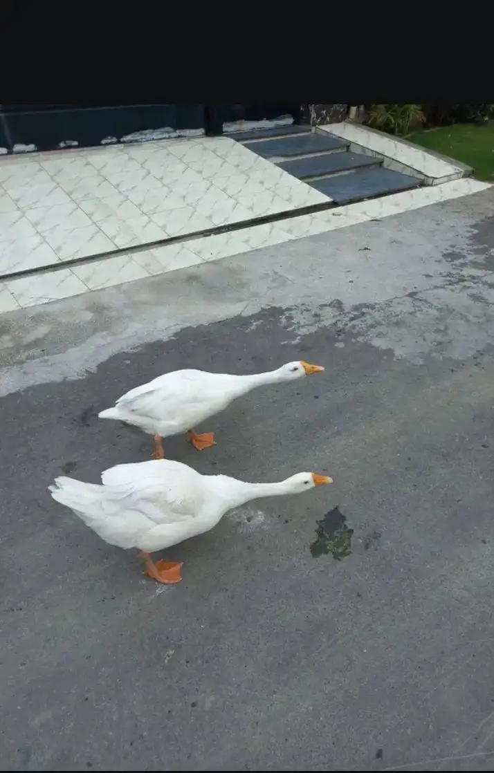 Long neck duck 🦆