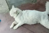 Persian cat female