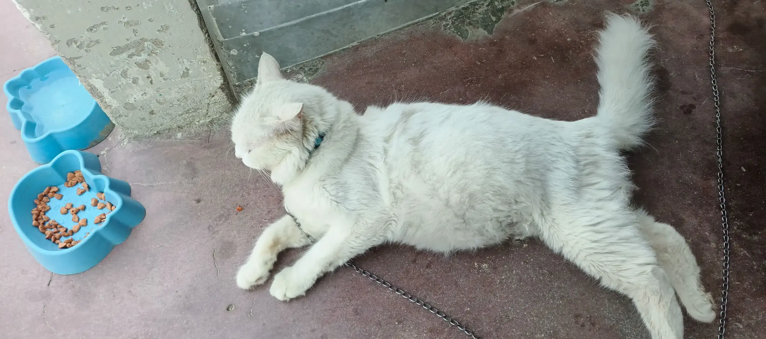 Persian cat female