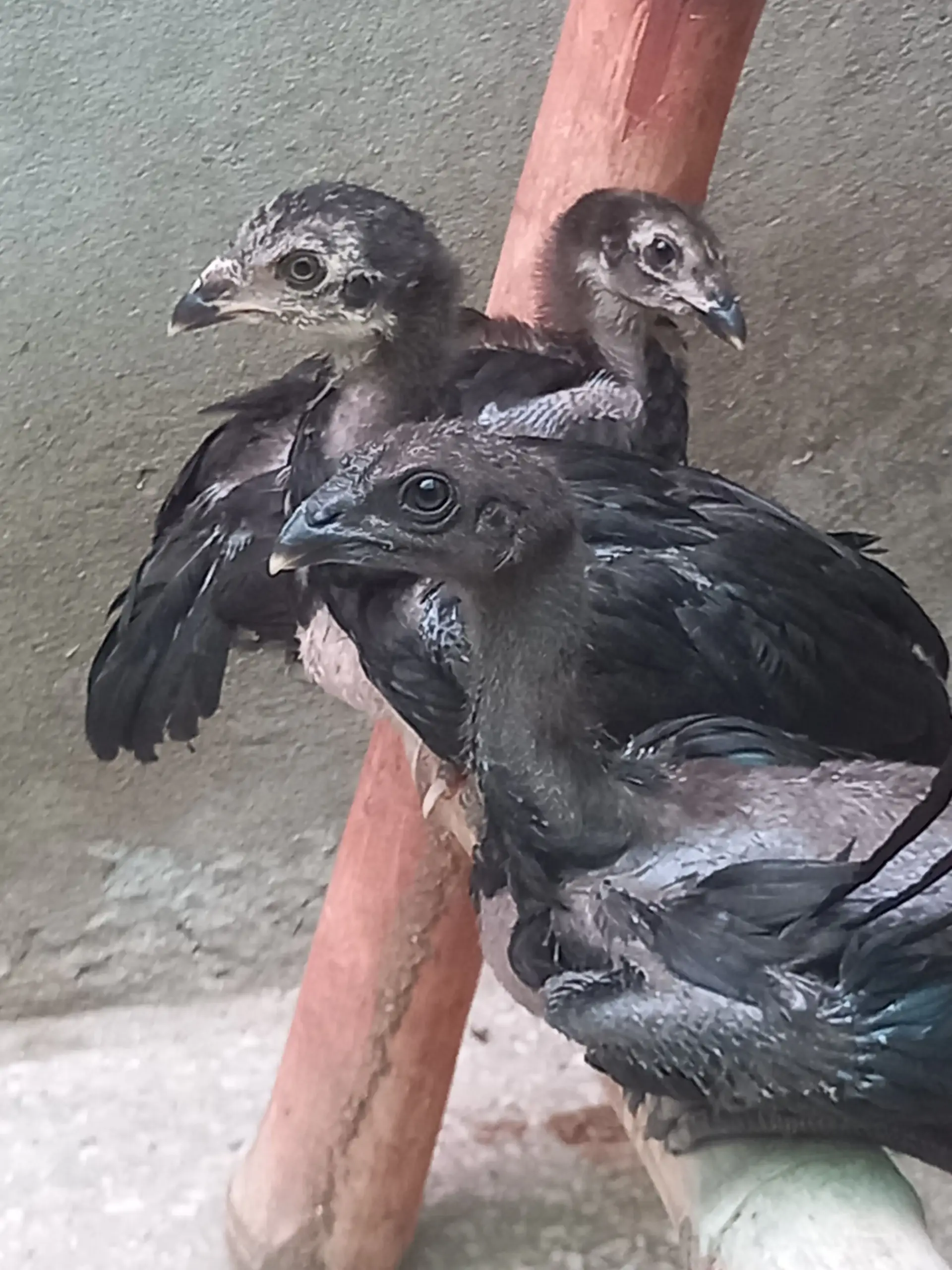 Thai dragon chicks