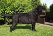 BRITISH LABRADOR PURE BREED & GERMAN SHEPHERD LONG COAT