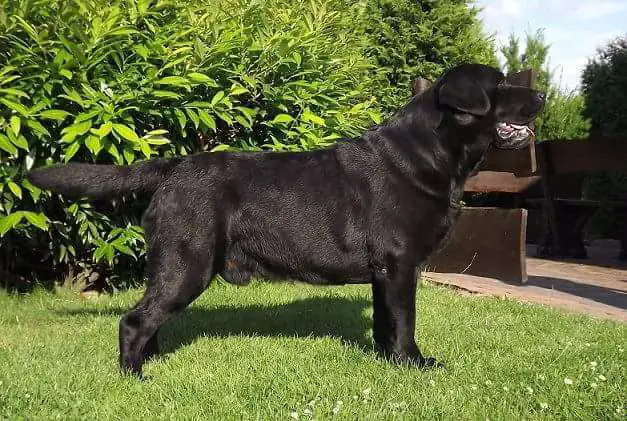 BRITISH LABRADOR PURE BREED & GERMAN SHEPHERD LONG COAT