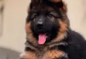 BRITISH LABRADOR PURE BREED & GERMAN SHEPHERD LONG COAT