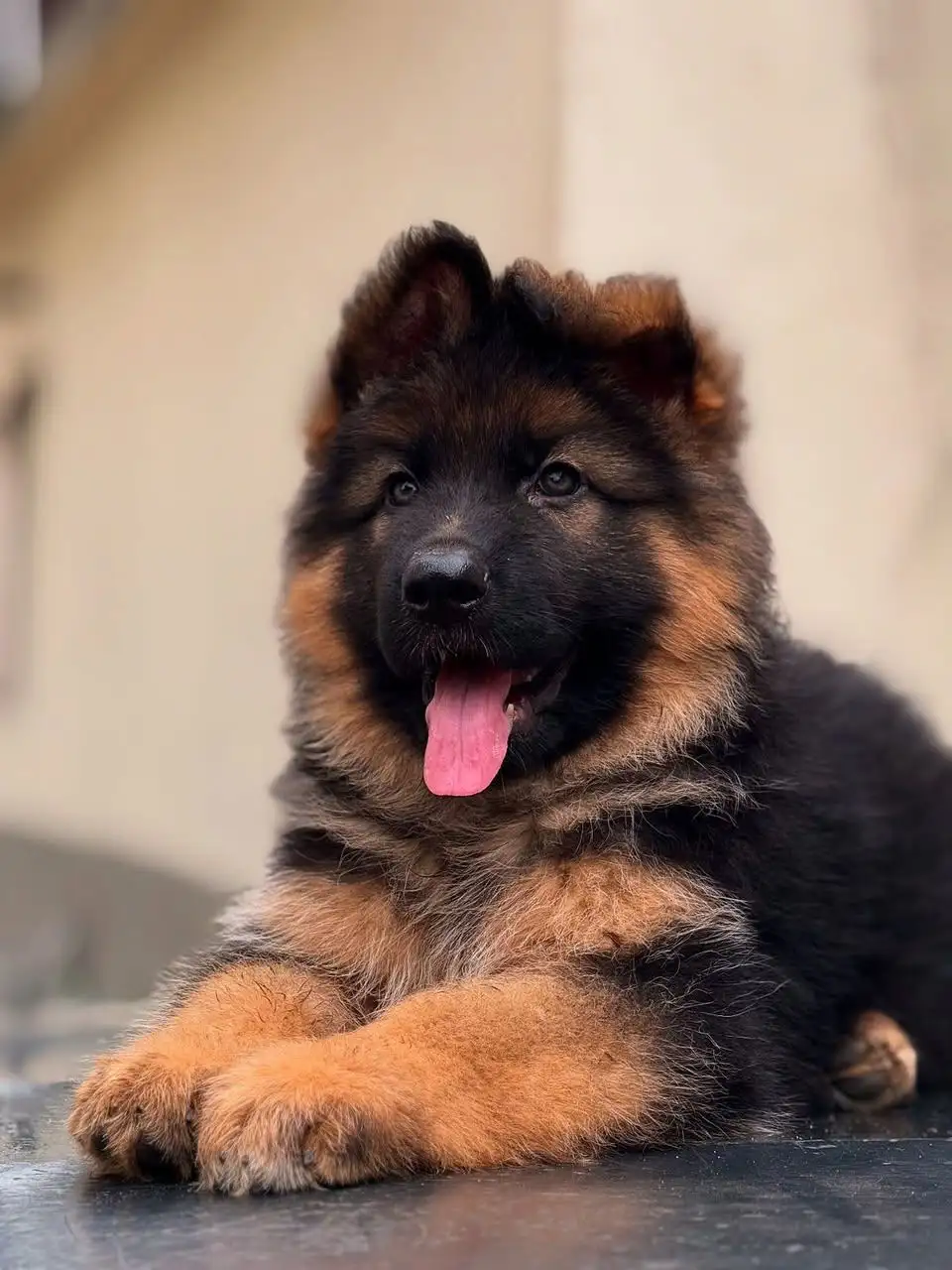 BRITISH LABRADOR PURE BREED & GERMAN SHEPHERD LONG COAT