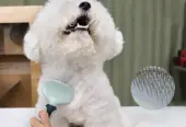 Complete Pet Grooming Kit – 2-in-1 Slicker Brush, Safety Nail Clipper & Detangling Brush S