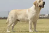 BRITISH LABRADOR PURE BREED & GERMAN SHEPHERD LONG COAT
