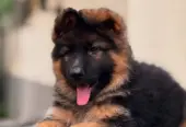 BRITISH LABRADOR PURE BREED & GERMAN SHEPHERD LONG COAT