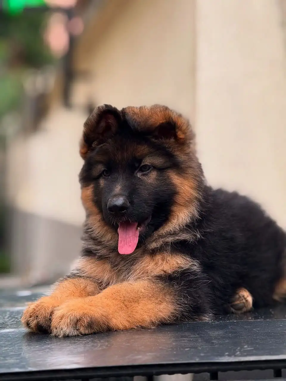 BRITISH LABRADOR PURE BREED & GERMAN SHEPHERD LONG COAT