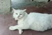 Persian cat female