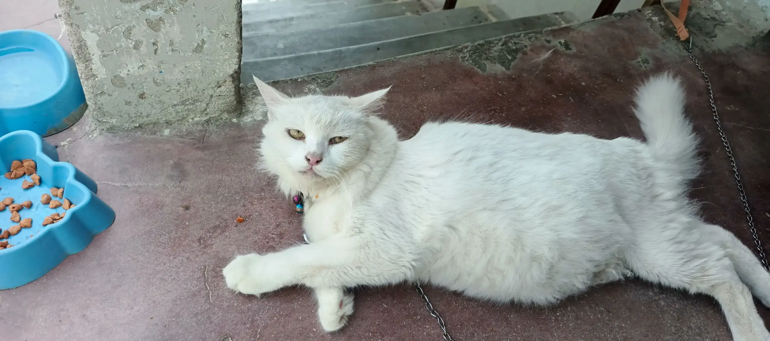 Persian cat female