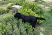 BRITISH LABRADOR PURE BREED & GERMAN SHEPHERD LONG COAT