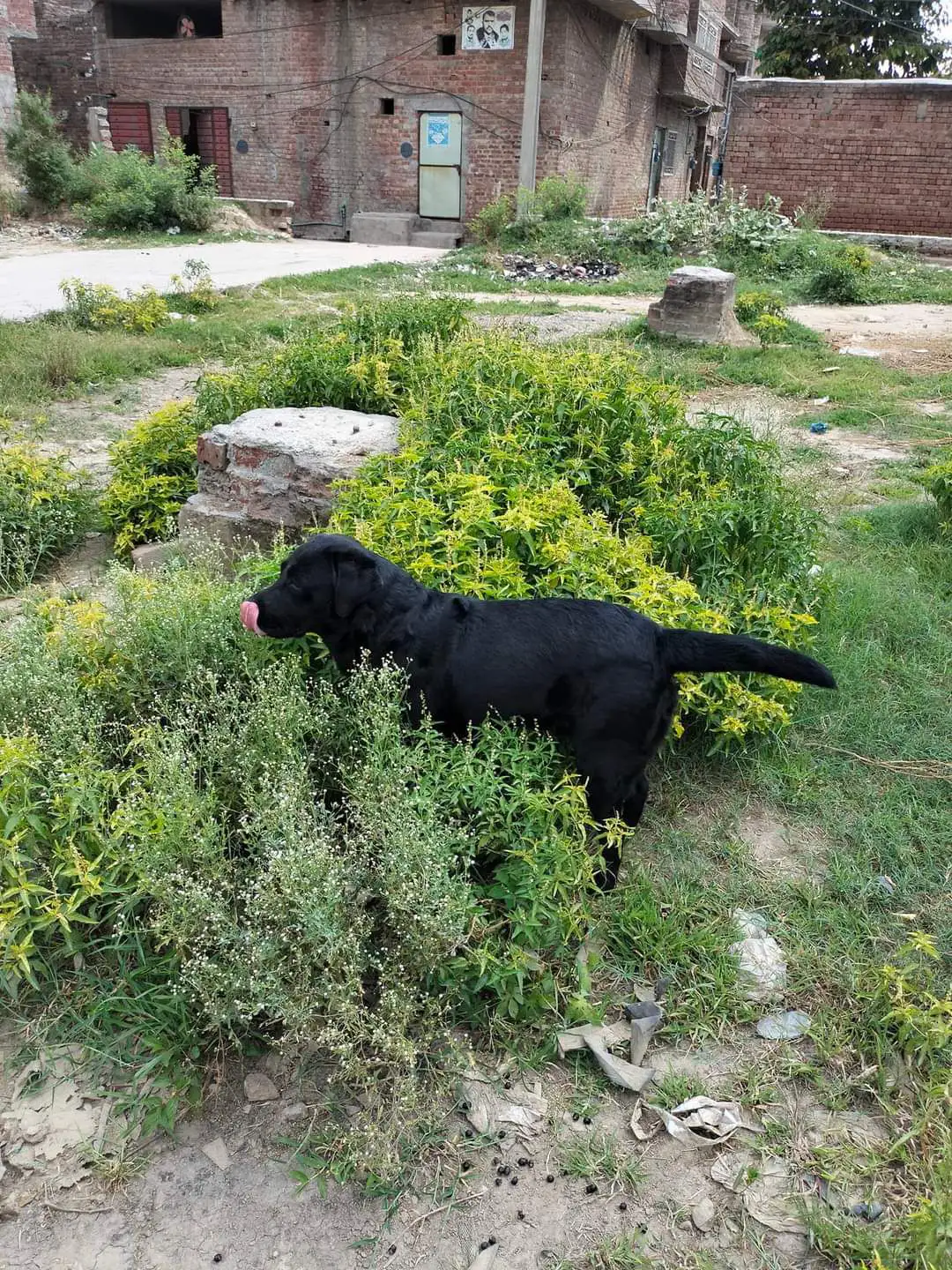 BRITISH LABRADOR PURE BREED & GERMAN SHEPHERD LONG COAT
