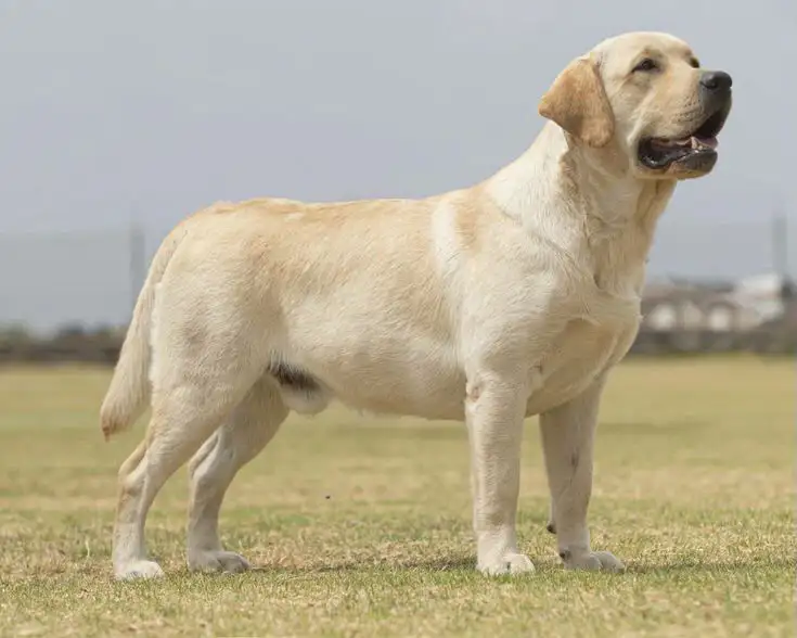 BRITISH LABRADOR PURE BREED & GERMAN SHEPHERD LONG COAT