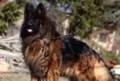 BRITISH LABRADOR PURE BREED & GERMAN SHEPHERD LONG COAT