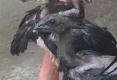 Thai dragon chicks