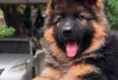 BRITISH LABRADOR PURE BREED & GERMAN SHEPHERD LONG COAT